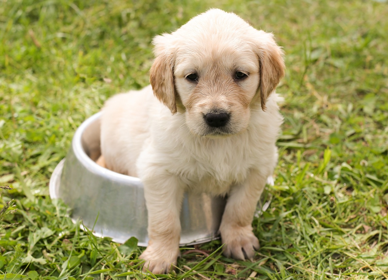 movies based on dogs 1