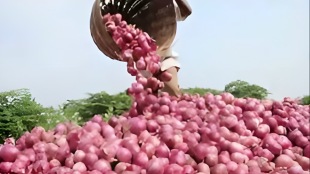 how to preserve onion for long time 4 ways to store onions for long term