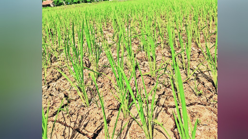 palghar farming