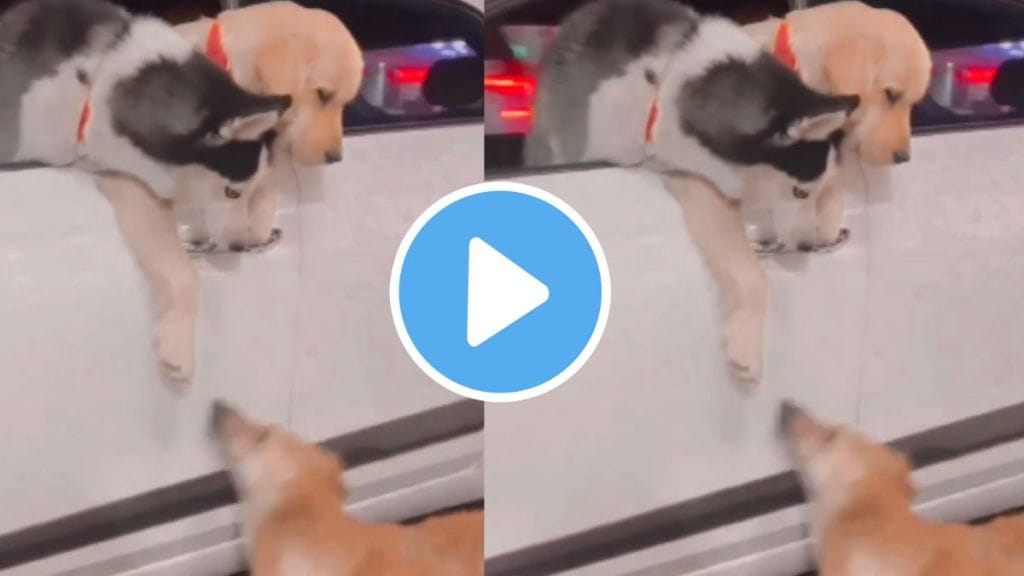 dog friendship video viral they never differentiate rich and poor they spread love