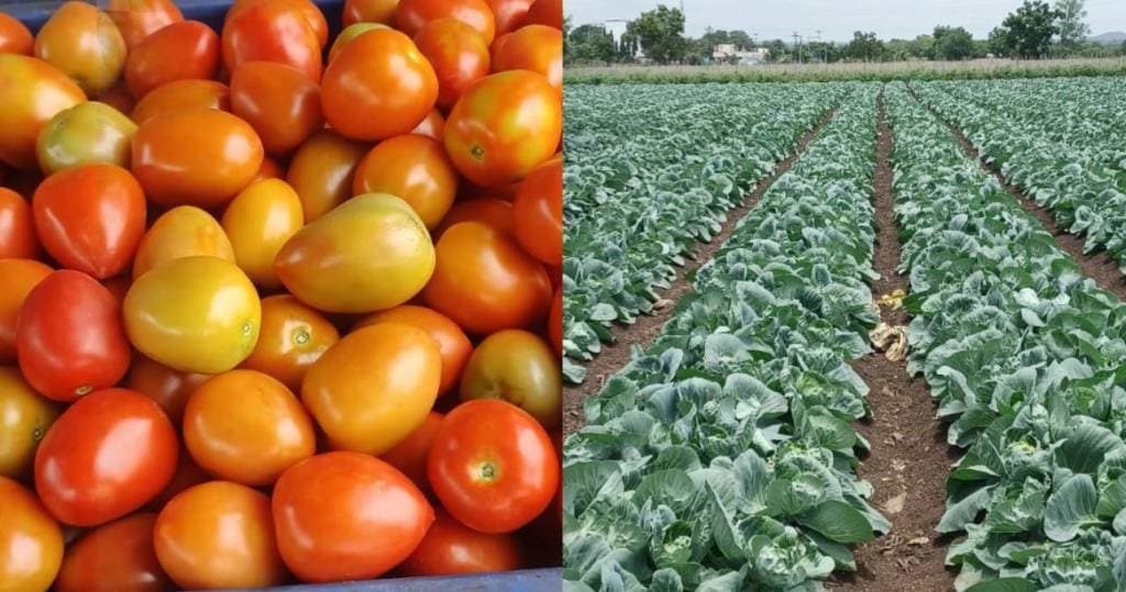 purandar tomato