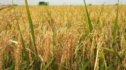 तांदळाच्या कोंड्यावर निर्यात बंदी का?