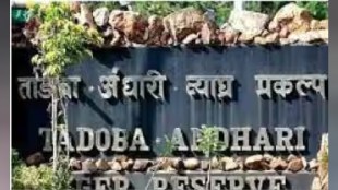 tadoba andhari tiger