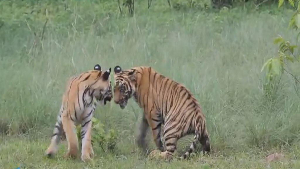 Bubbly tigress cubs in Tadoba