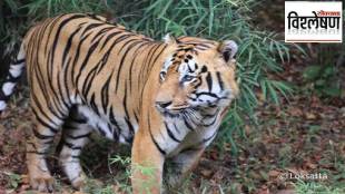 tigers count