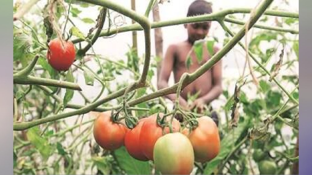 tomato farming tomato farming