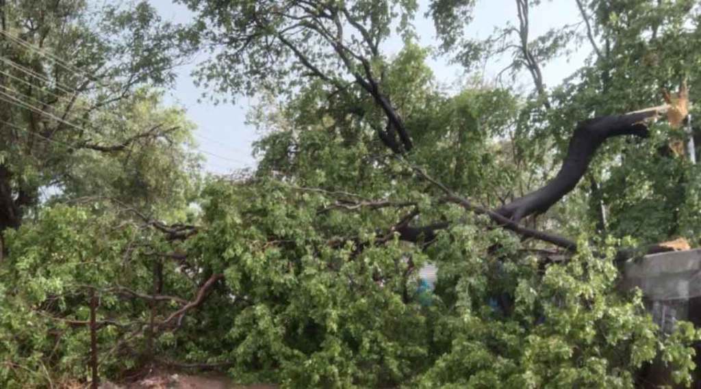 tree fall in thane