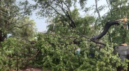 tree fall in thane