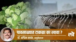 Health Special: पावसाळ्यात टाकळा का खावा?