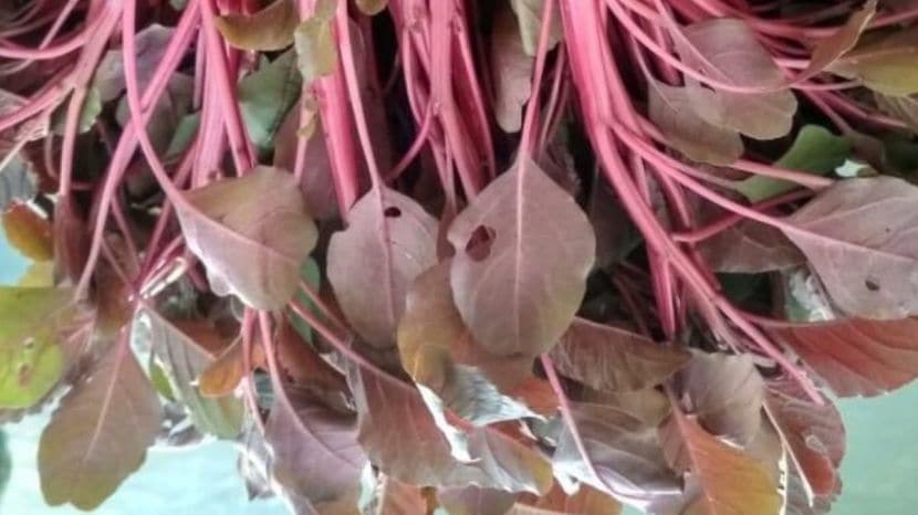 red spinach