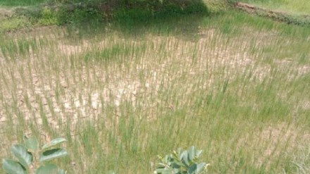 Due to lack of rain paddy crops in Gondia district began to fail Due to lack of rain paddy crops in Gondia district began to fail