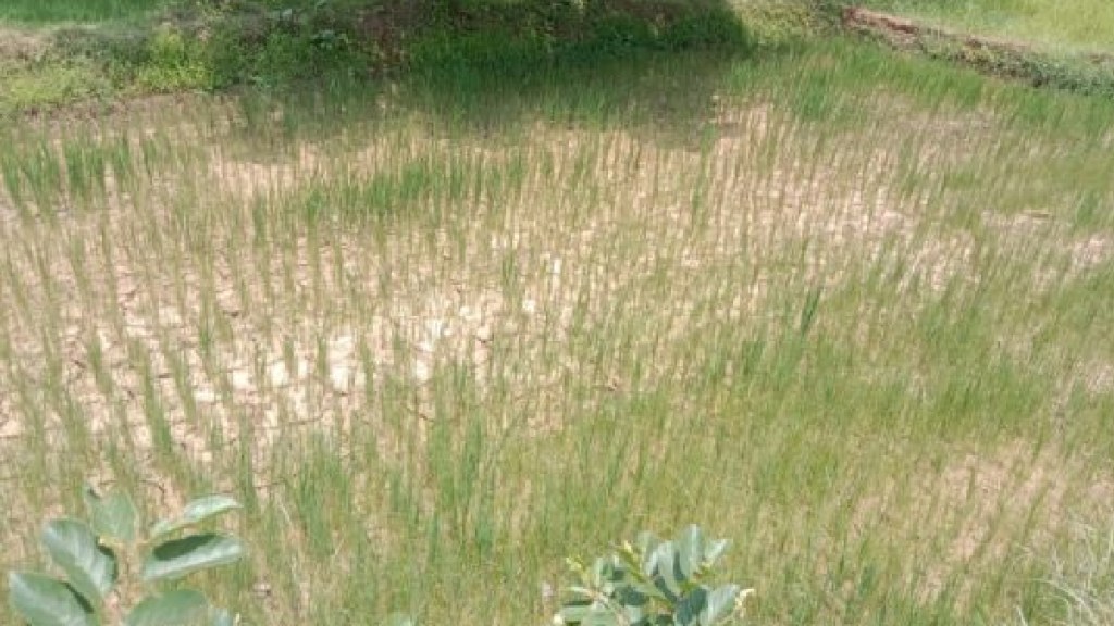 Due to lack of rain paddy crops in Gondia district began to fail Due to lack of rain paddy crops in Gondia district began to fail