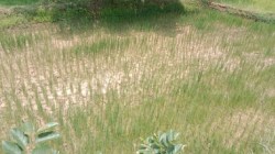 गोंदिया: पावसाची पाठ, धान पिके करपू लागली