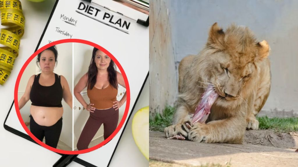 What Is The Lion Diet What Is The Lion Diet