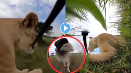 Lion ran away with photographer's camera in the forest Lion ran away with photographer's camera in the forest