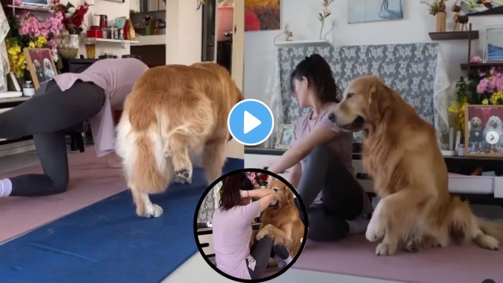 Golden Retriever Exercise Video