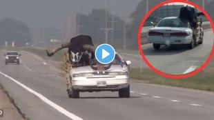 Man Driving With Giant Bull infront seat of car