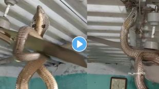 Indian Cobra Sitting On Fan Video