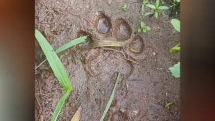Leopards in Dighati Chirner forest on Uran Panvel border
