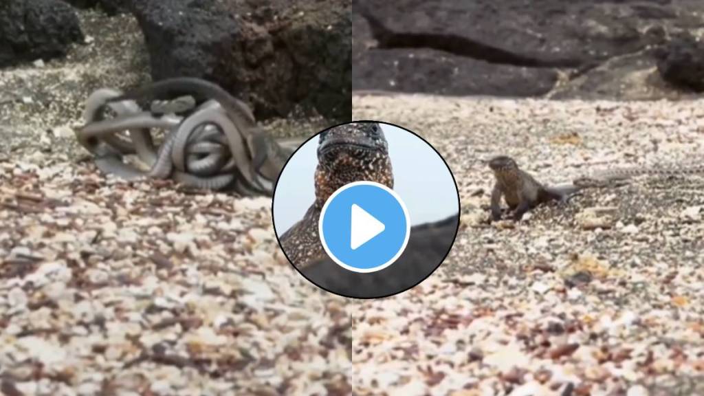 snake and lizard fight