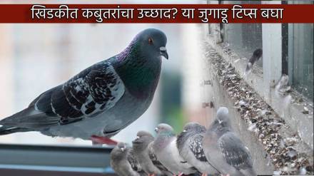 Get Rid Of Pigeon From Window Balcony Home Cleaning Jugadu Tips That Will Save Your Money And Health Issues Simple Trick