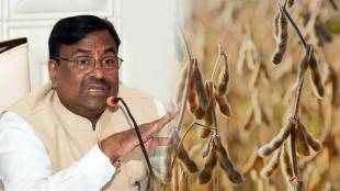 Yellow mosaic Chandrapur