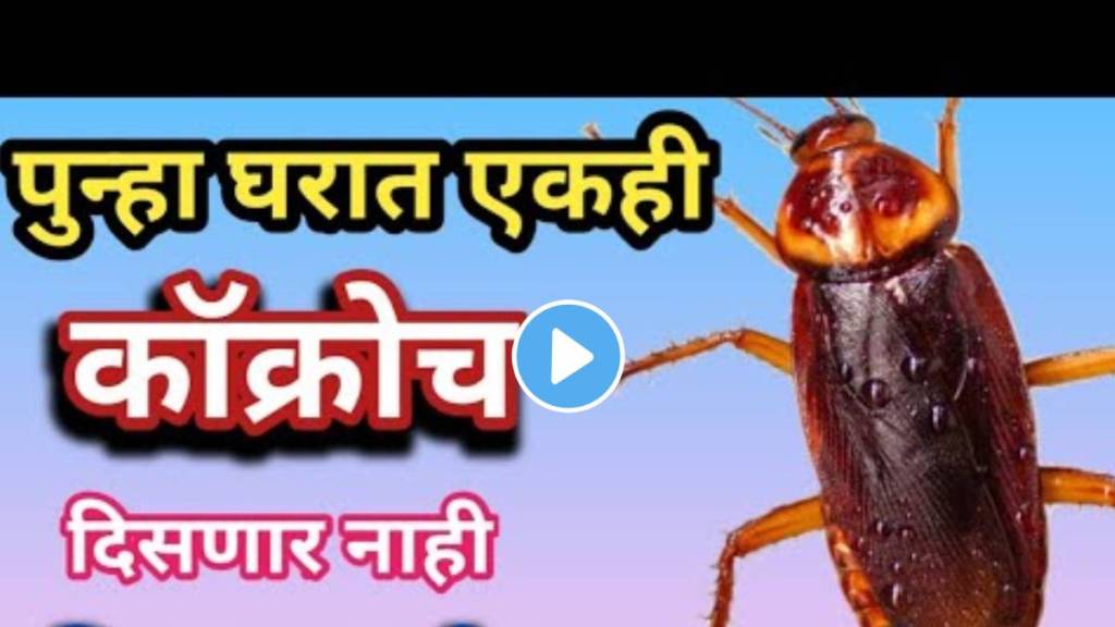 how to get rid of cockroaches in kitchen permanently how to get rid of cockroaches in kitchen permanently