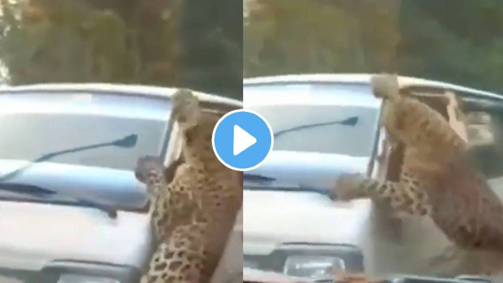 Leopard Attack video Leopard Attack video