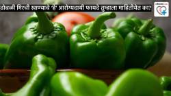 ढोबळी मिरची खाण्याचे ‘हे’ आरोग्यदायी फायदे तुम्हाला माहितीयेत का? आहारतज्ज्ञांकडून जाणून घ्या …