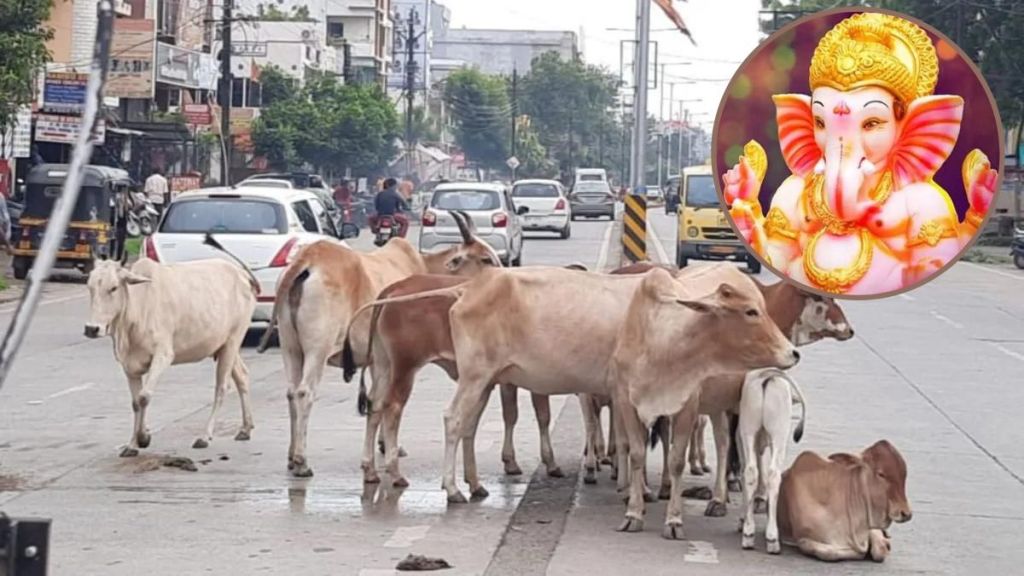 Obstruction of loose animals in Ganeshotsav Obstruction of loose animals in Ganeshotsav