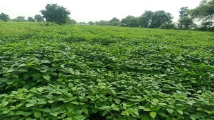 Rain in Washim district