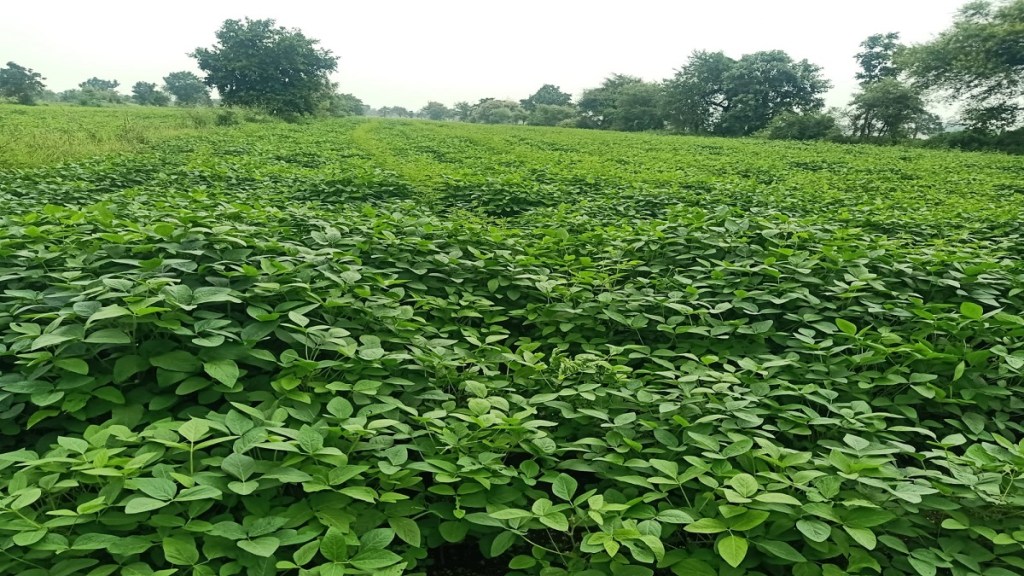 Rain in Washim district Rain in Washim district