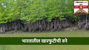Mangrove_Forest