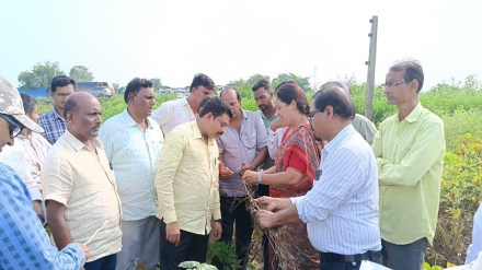 soybean crops in Chandrapur