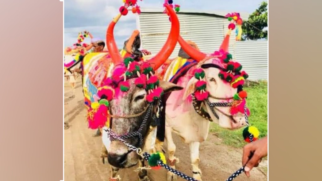 Pola festival celebrated today enthusiasm rural areas Pola festival celebrated today enthusiasm rural areas