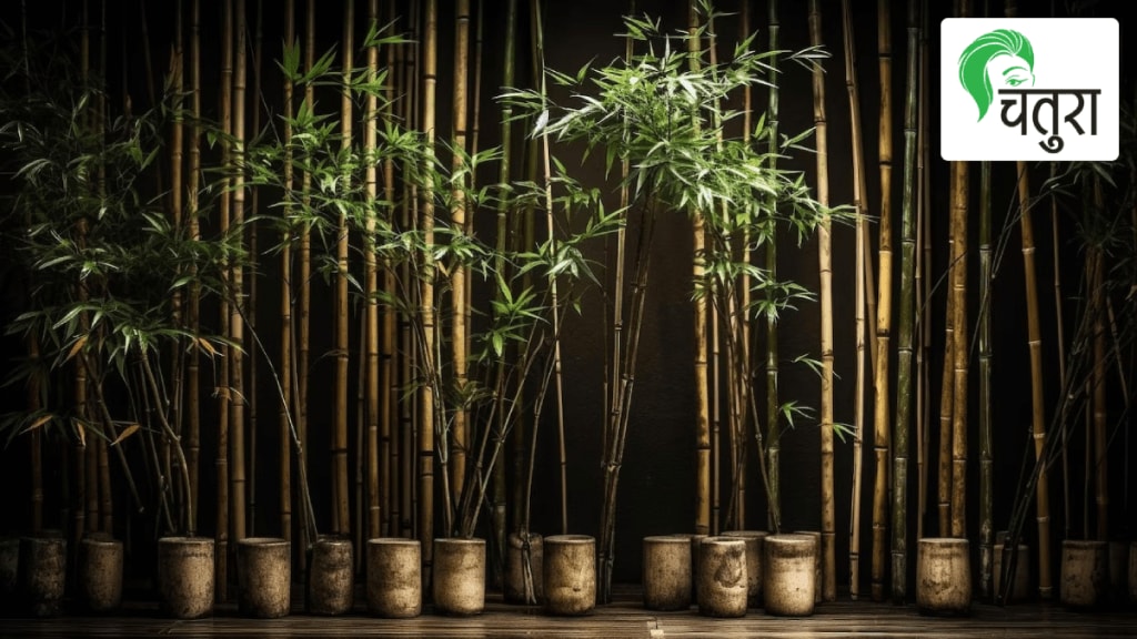 Know about Bamboo and its plantation Know about Bamboo and its plantation
