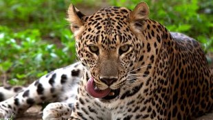 leopard in party, leopard in sangli, leopard came for mutton party, sangli leopard suddenly came for party