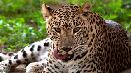 leopard in party, leopard in sangli, leopard came for mutton party, sangli leopard suddenly came for party