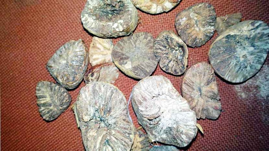 rotten betel nuts seized in nagpur, nagpur rotten betel nuts rotten betel nuts seized in nagpur, nagpur rotten betel nuts