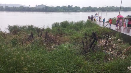 dombivli mangrove trees cut, mangrove trees cut for ganeshotsav 2023, thane mangrove trees cut down by villagers