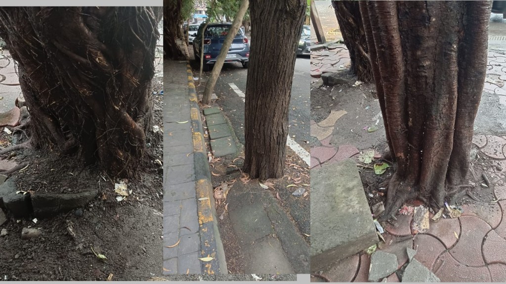 navi mumbai trees are uprooted by road concretization works navi mumbai trees are uprooted by road concretization works