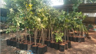 Brihanmumbai Municipal Corporation Garden Department, Indigenous Tree Seedlings