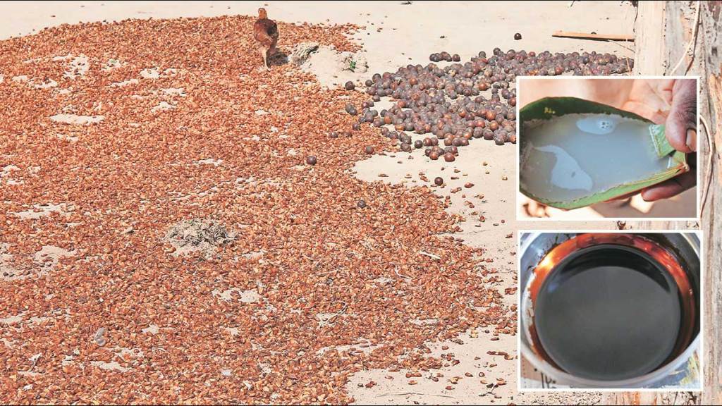 article about mahua flower mahua plant in gadchiroli district
