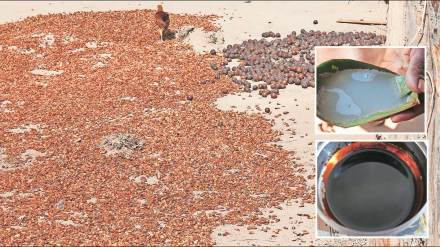 article about mahua flower mahua plant in gadchiroli district