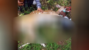 chital, Chital injured in collision with unknown vehicle gondiya