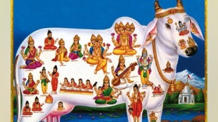frequent feeding cows Shravan, stomachs swell many animals die