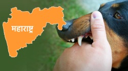 धक्कादायक! राज्यात तीन वर्षात ११ लाख लोकांना भटक्या श्वानांचा चावा