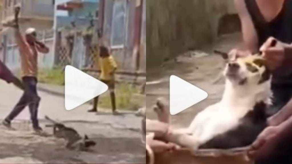 street dogs in Delhi street dogs in Delhi