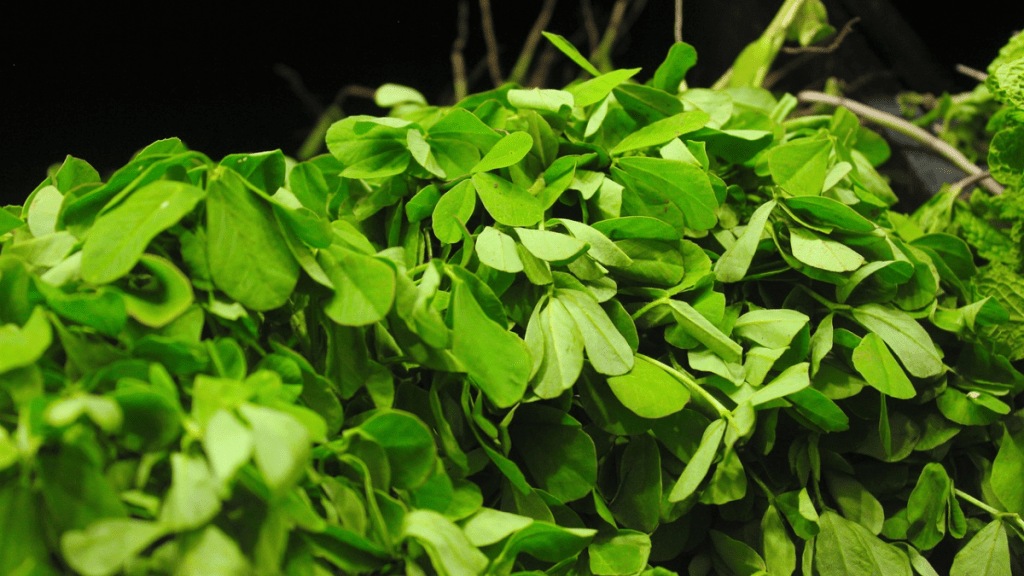 inflow fenugreek decreased APMC fifty rupees one judi fenugreek retail market