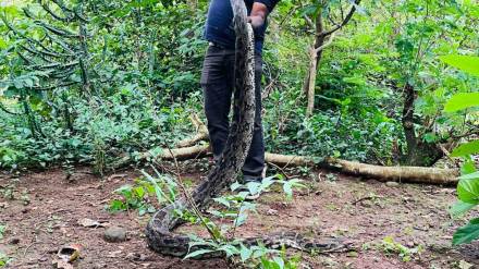 twelve and a half foot giant python found in in chirner create panic among twelve and a half foot giant python found in in chirner create panic among